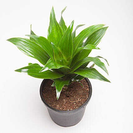 Dracaena Compacta Plant In Black Plastic Pot